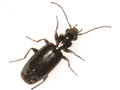 Microlestes minutulus